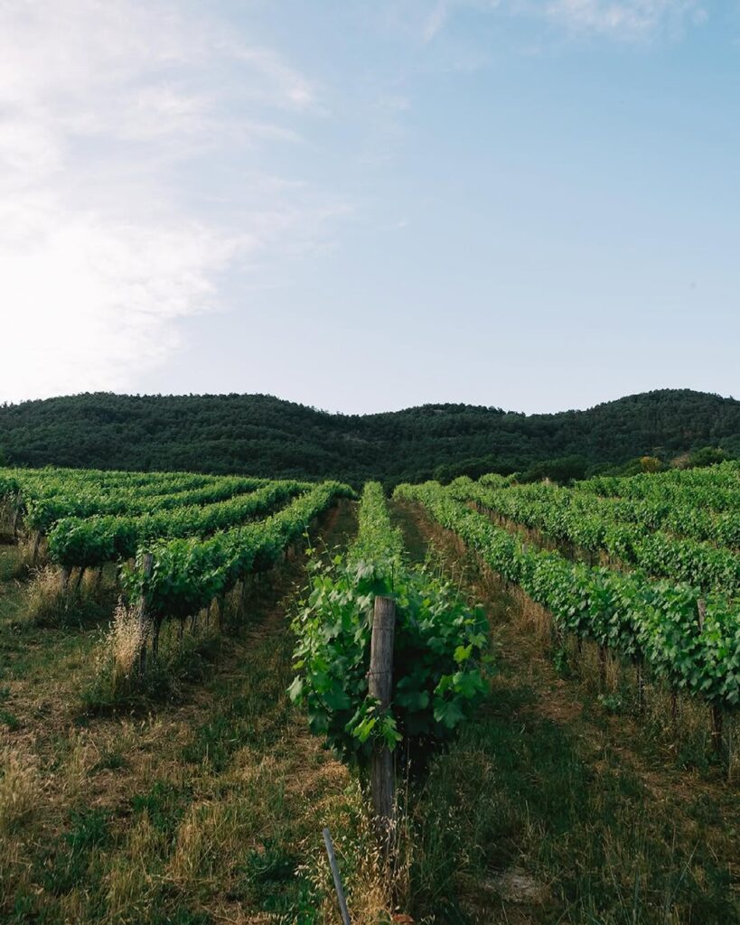 Vigneti nella campagna del Molise vicino alla Tenuta Dafne tra natura e tradizione rurale.